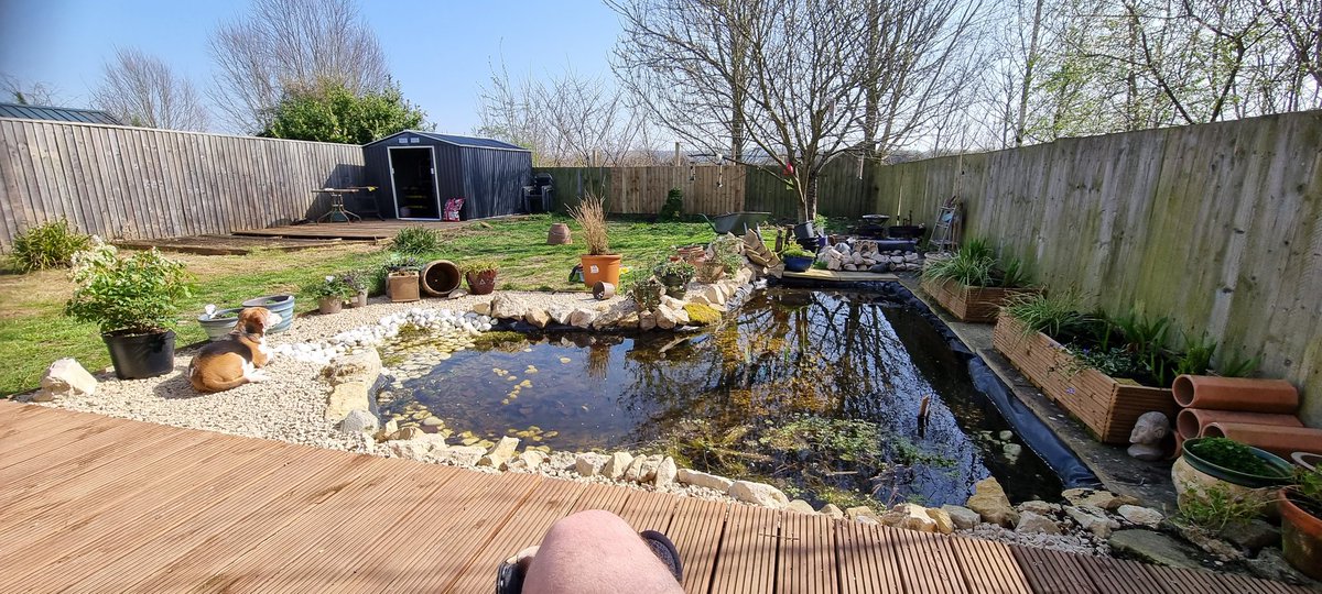 Jon_leg's tweet photo. With a bit of Vitiman D and the pond, life seems to be very nice and chilled right now. 
#beaglelife https://t.co/YjJzwwroBq