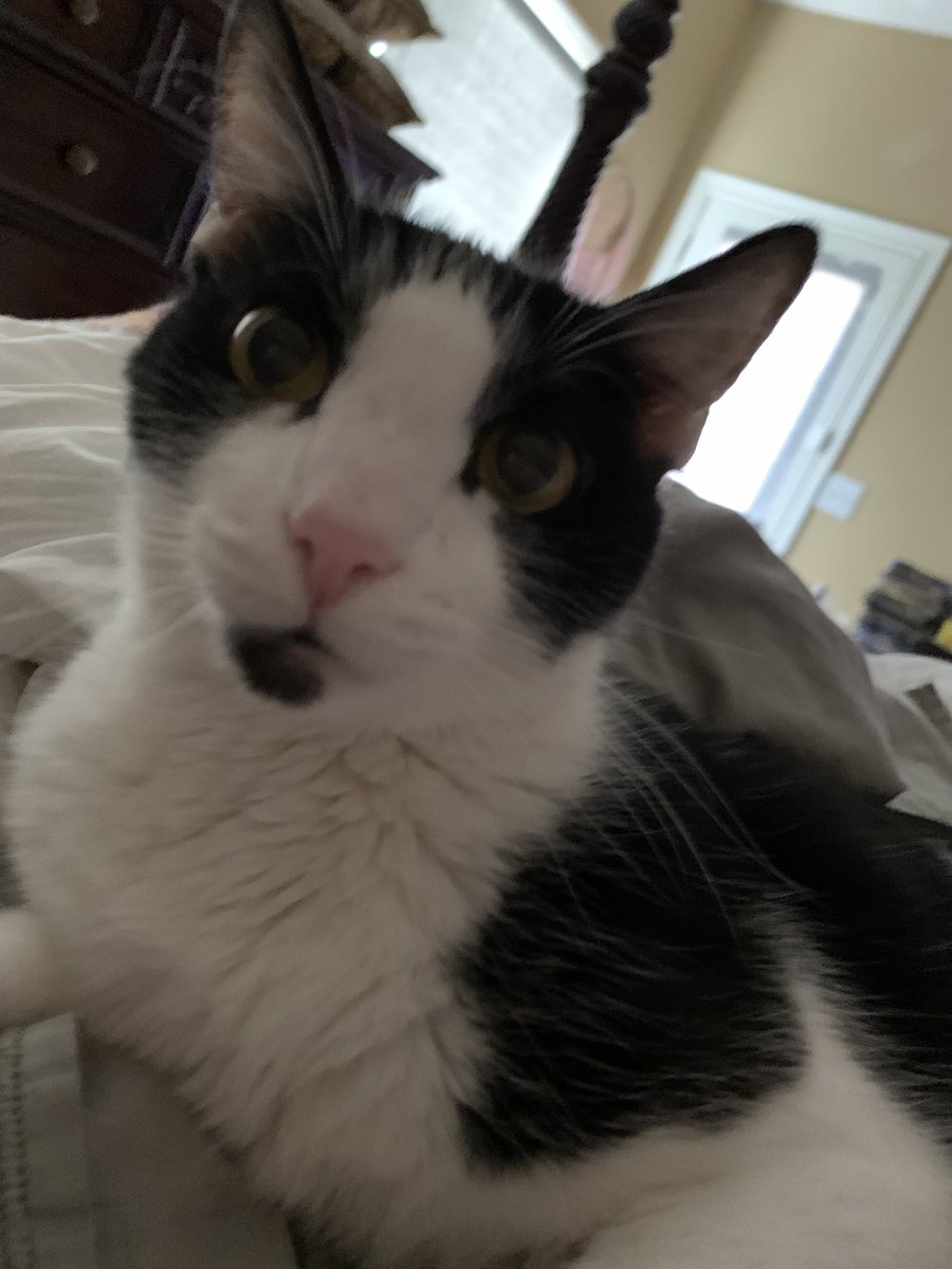 Carol & Oscar tweet media