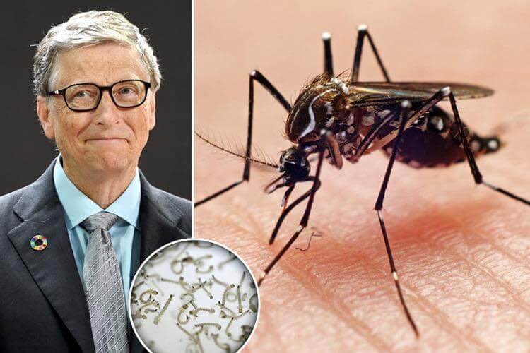 Mustafakurnaz's tweet photo. Bill Gates Vakfı tarafından finanse edilen biyoteknoloji şirketi Oxitec, milyarlarca "güvenli ve etkili" GDO’lu sivrisinekleri doğaya salmaya hazırlanıyor. Yeni plandemi  ve değişik konulara hazırmısınız.? https://t.co/9fqzsDD8O8