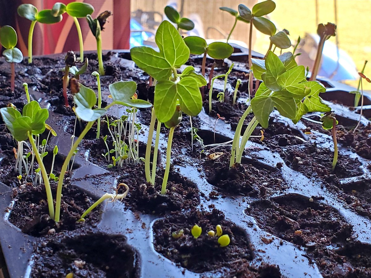 rowann_grace's tweet photo. My #springseeds are looking great! I've got lots of #pollinators and veggies. I may not be able to do much with #LongCovid, but organic #gardening for our family and the local #wildlife is my little contribution to #MotherEarth. It's great therapy too https://t.co/frsFbjn9oz