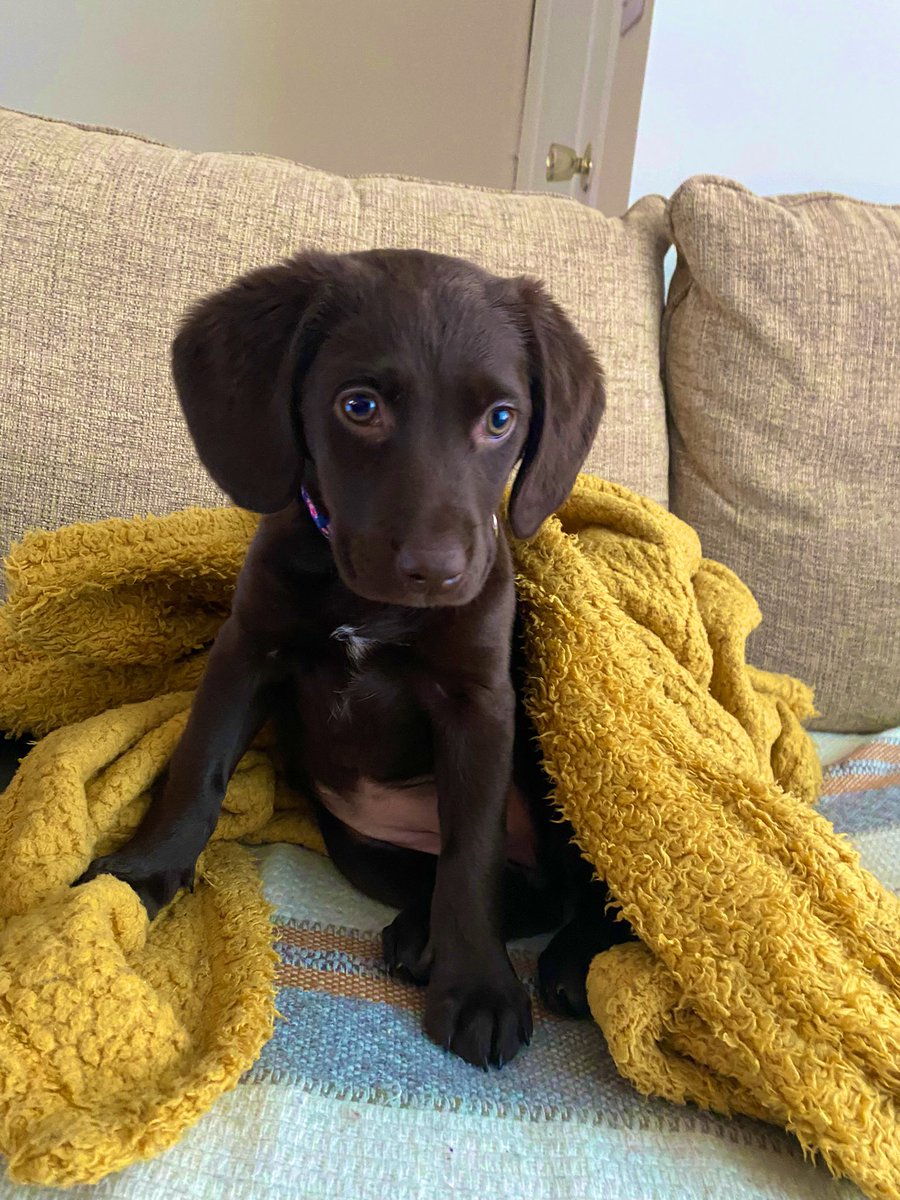 ChwMartyna's tweet image. Happy #NationalPuppyDay from my gorgeous #cockerdor puppy Pippin ❤️ she’s been my favourite mental health booster for the last 3 months!
#puppy