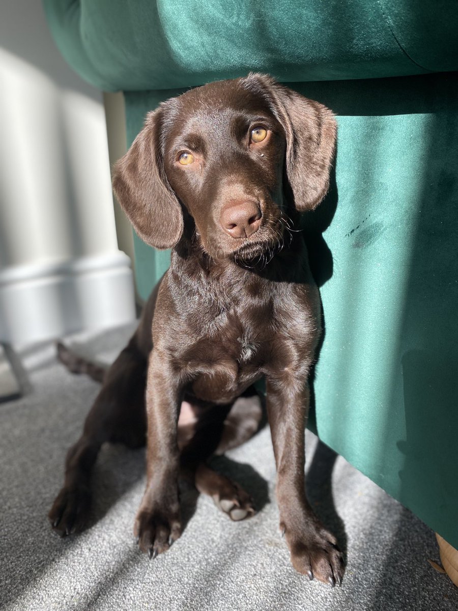 ChwMartyna's tweet image. Happy #NationalPuppyDay from my gorgeous #cockerdor puppy Pippin ❤️ she’s been my favourite mental health booster for the last 3 months!
#puppy
