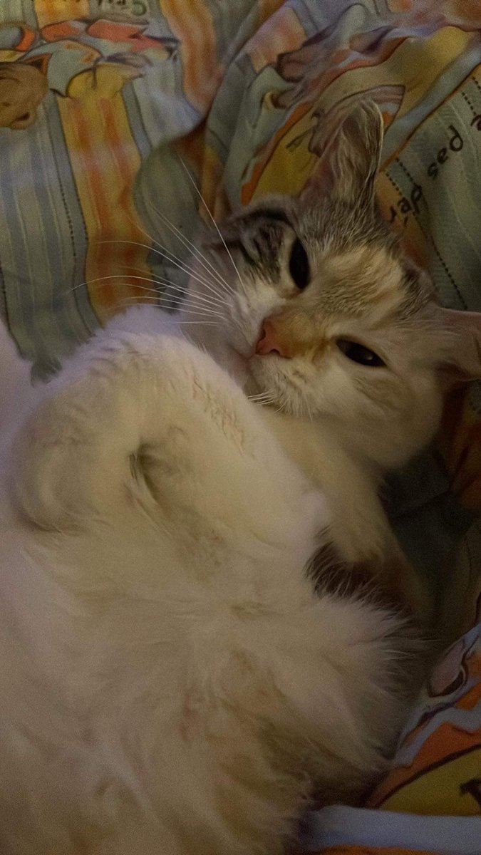 princess Lou tweet media