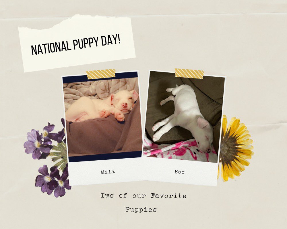 Copper Beech Radford tweet media