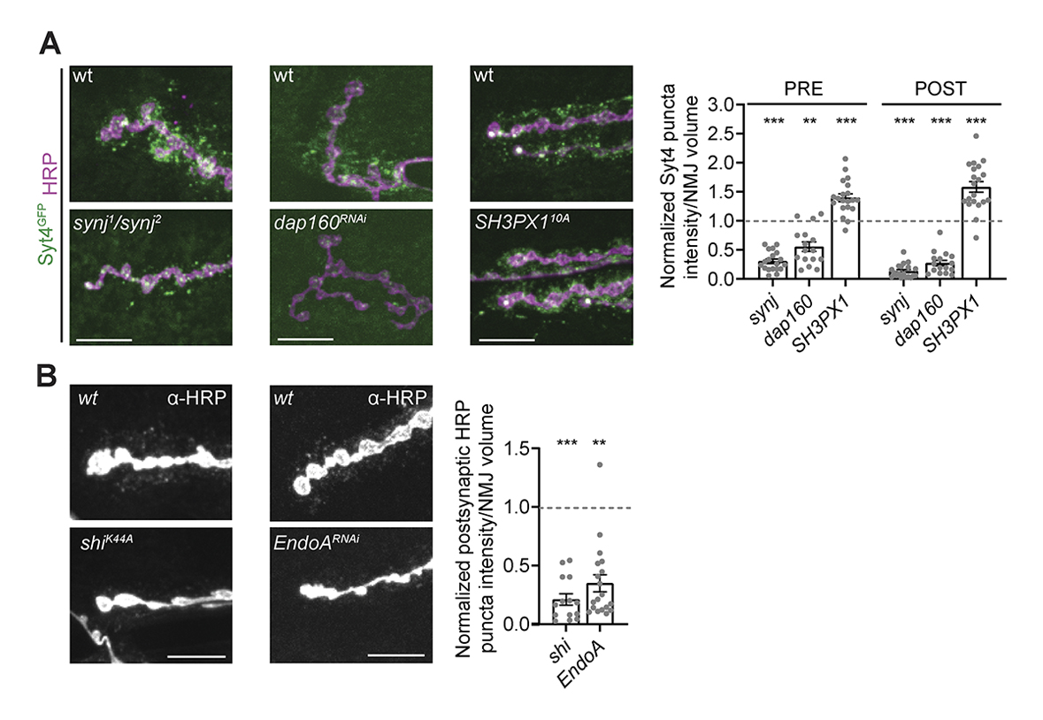 Journal of Cell Biology (@jcellbiol) on Twitter photo Cassandra Blanchette, Amy Scalera, Avital Rodal and colleagues <a href="/BrandeisScience/">Brandeis Science</a> find an unexpected function for endocytic proteins in maintaining a release-competent pool of extracellular vesicle cargoes at presynaptic terminals bit.ly/37KbVOY Cassandra Blanchette, Amy Scalera, Avital Rodal and colleagues <a href="/BrandeisScience/">Brandeis Science</a> find an unexpected function for endocytic proteins in maintaining a release-competent pool of extracellular vesicle cargoes at presynaptic terminals bit.ly/37KbVOY