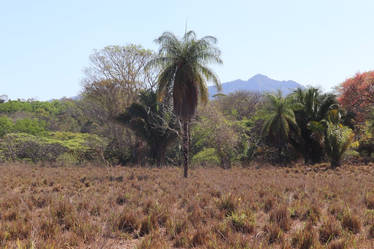 Ramiro García Pintos tweet media