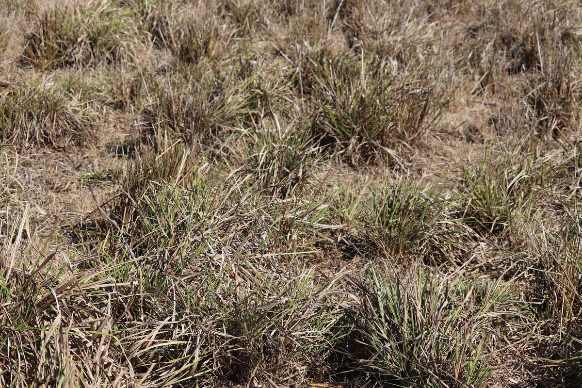 Ramiro García Pintos tweet media