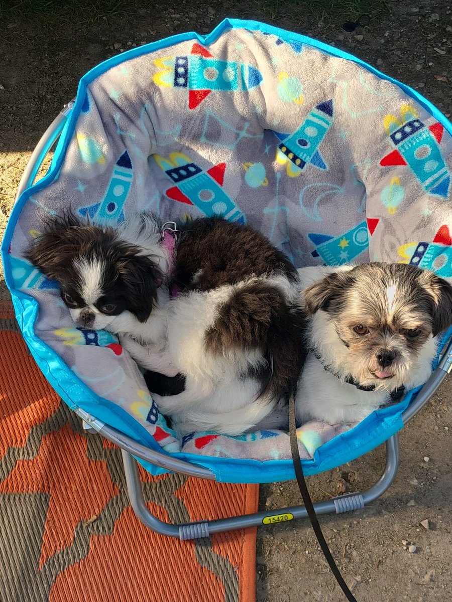 Romero5's tweet photo. Happy National Puppy Day https://t.co/8aYMrSOWrj