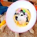 エリザベスカラーに飽きてきたので…美味しそうなラーメンにしてみた!