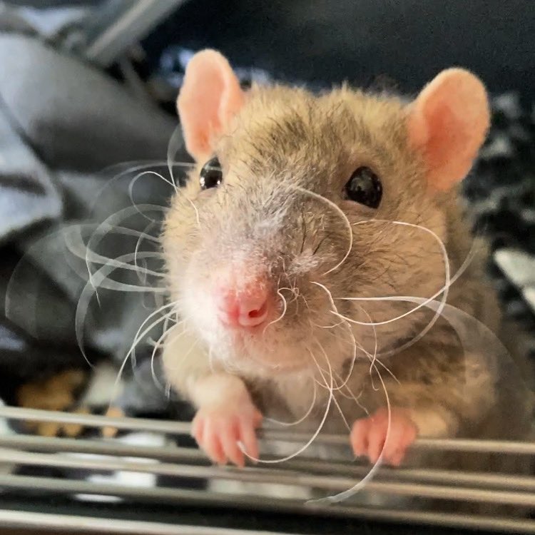 EmergencyRats's tweet photo. Hi rat fam…
After 2.5 years of battling mycoplasma pneumonia, it finally got the better of us and we crossed over the rainbow bridge a couple weeks ago. 

We wanted to make sure you knew we are in a better place and how much we love our rattie community. 🙏❣️
❤️Bucky and Wally https://t.co/iIVkjFRmmg