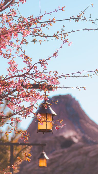 Twitterに投稿された写真 東京ディズニーシーで桜 我家のｉｔ化