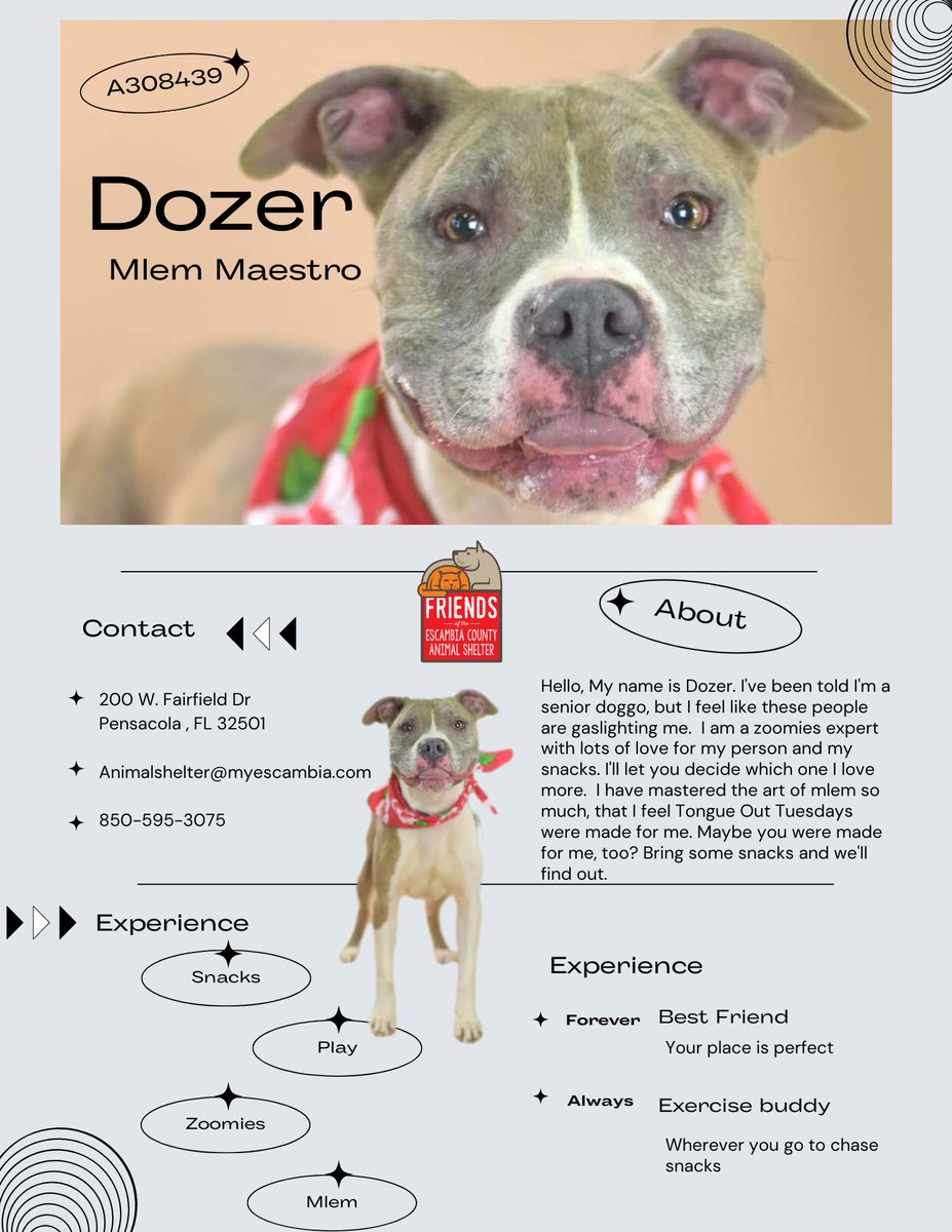 ECASFriends's tweet photo. Hiring for that permanent #TOT position? We have the pawfect candidate!! Check out ECAS resident Dozer! He's your guy! #hireme #doggo #resume #comemeetyourdog https://t.co/WBn6EeGzZO