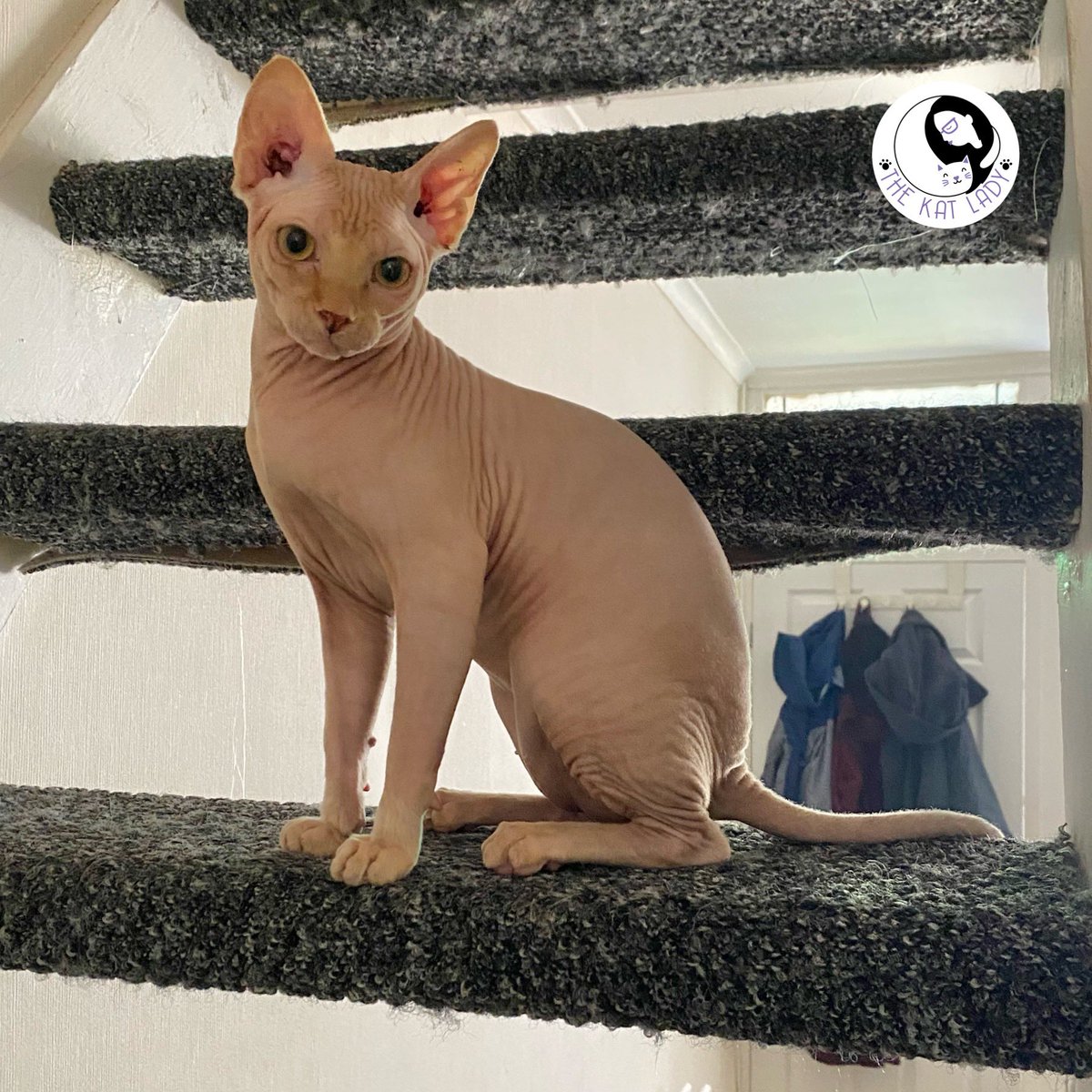 ThekatladyK's tweet photo. How adorable is 6 month old Viktor? He had his first claw trim as well as having his microchip implanted and was such a sweet boy 🥰  #catsoftwitter #sphinxcat #microchipyourcat https://t.co/0pQgzTcyoO