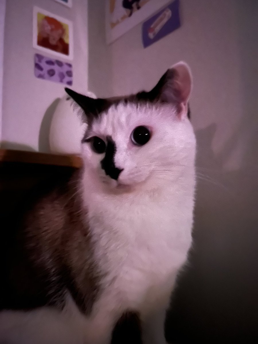 mocher69's tweet photo. Cat at da club https://t.co/3sY1bvvH74