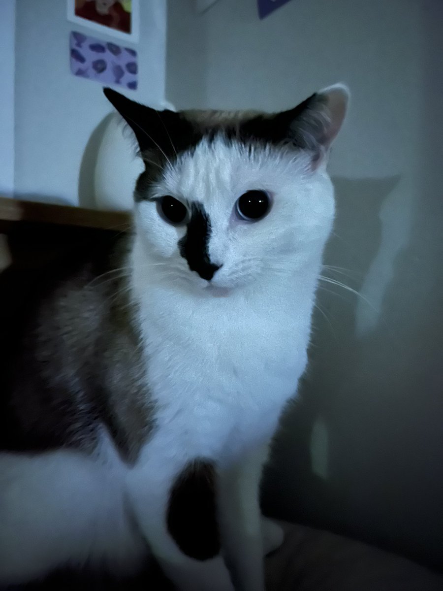 mocher69's tweet photo. Cat at da club https://t.co/3sY1bvvH74