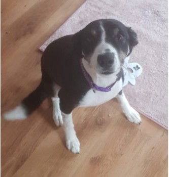 DogLost Norfolk Suffolk & Cambridgeshire tweet media