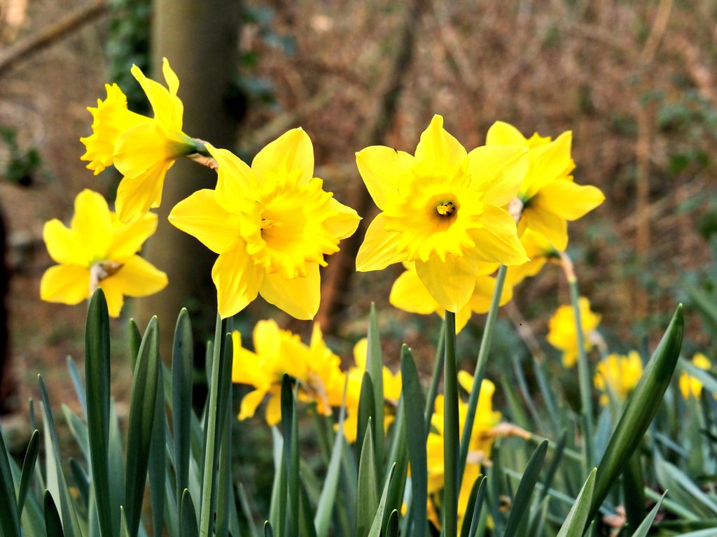 pewileman's tweet photo. The Spring #Daffodils are adding a dash of yellow to an otherwise barren Rabbit Banks Wood today at #GatesheadRiversidePark πΊπ¦πΊπ¦πΊπ¦ https://t.co/XIOqDVqK45