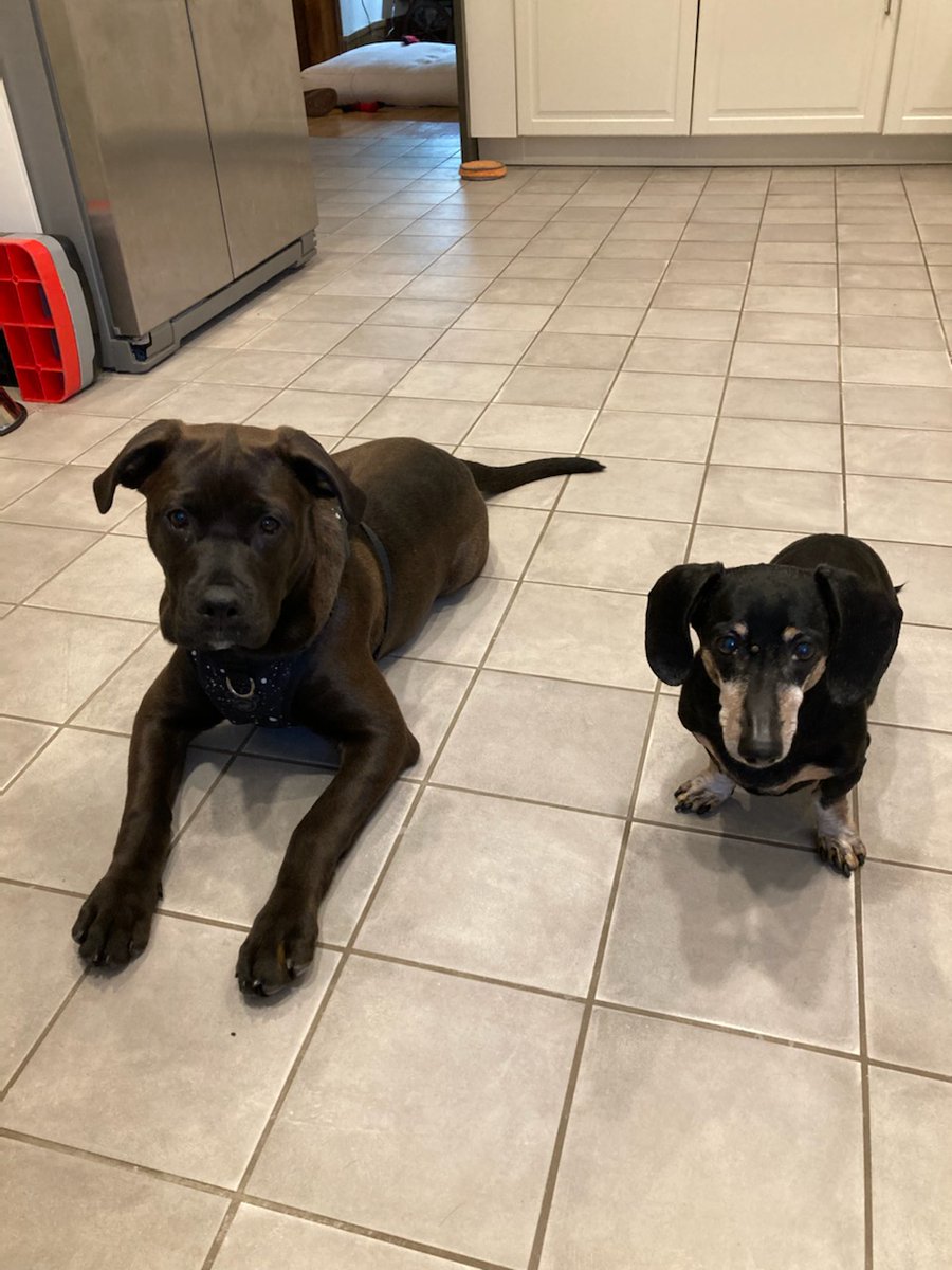ENRRICH_Theme's tweet photo. One last 🐕picture, we promise.
Meet Moxie and Scottie!
#ENRRICH #NationalPuppyDay #CHRIM https://t.co/YZPHOBWwO6