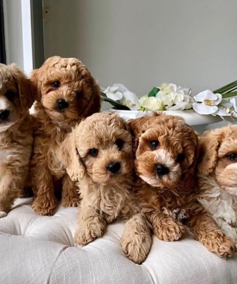 riverisland's tweet photo. It's National Puppy Day so let's spread some puppy love and reply to this tweet with a picture of your precious pooch 🐶
.
🔁 pinterest https://t.co/Js5YGwmuWf