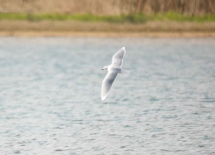 I found a single Little Gull at Little Marlow GP at 9:30 while leading a the Bourne End U3A group. This turned into into 3 by lunchtime thanks to <a href="/Adamdbassett/">Adam Bassett</a> 
I had a 2nd look and took a rubbish video but managed these still photo grabs of these cracking birds.