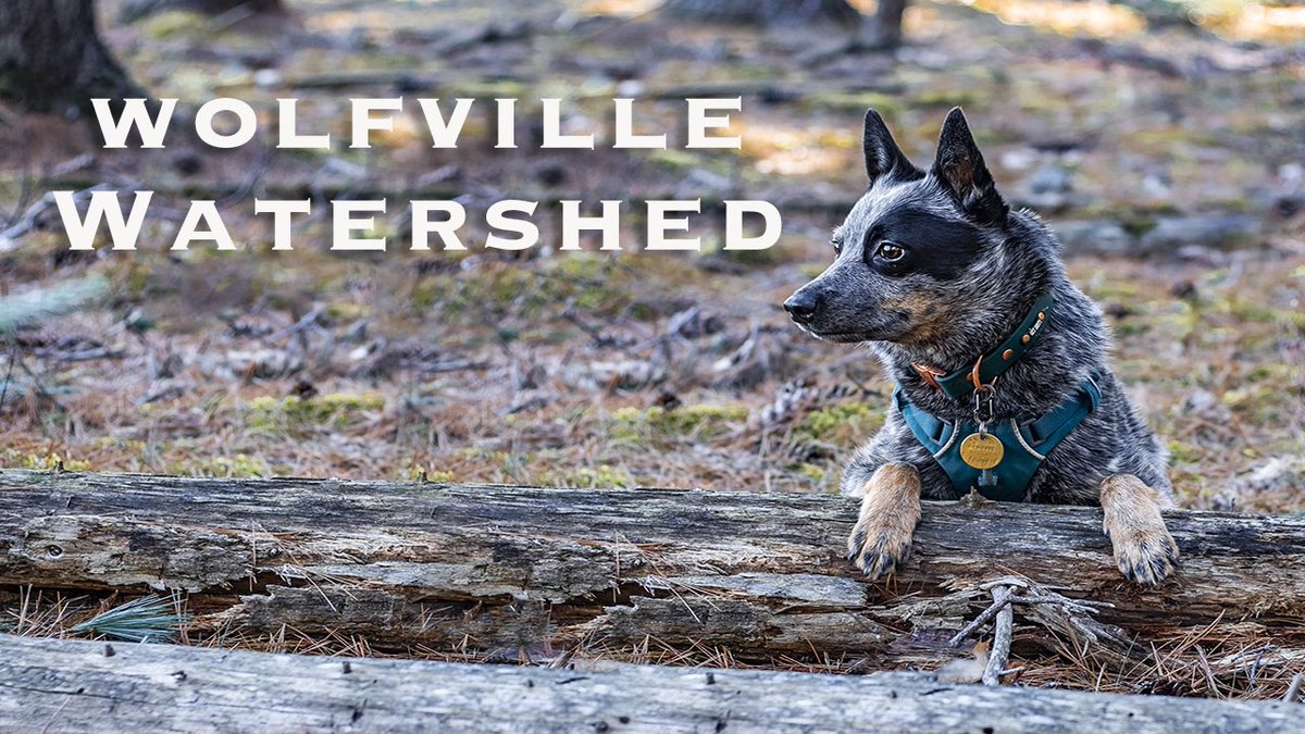 Cattle Dogs & Company tweet media