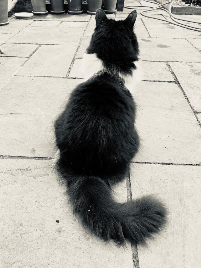 Day 10 and my boy Panda is still missing. I walk day and night searching for him since 14/03. So many tears and sleepless nights. We are supposed to be moving but we cannot move out of the area without knowing where he is 😢 please keep looking for him #MissingPet  #hackney