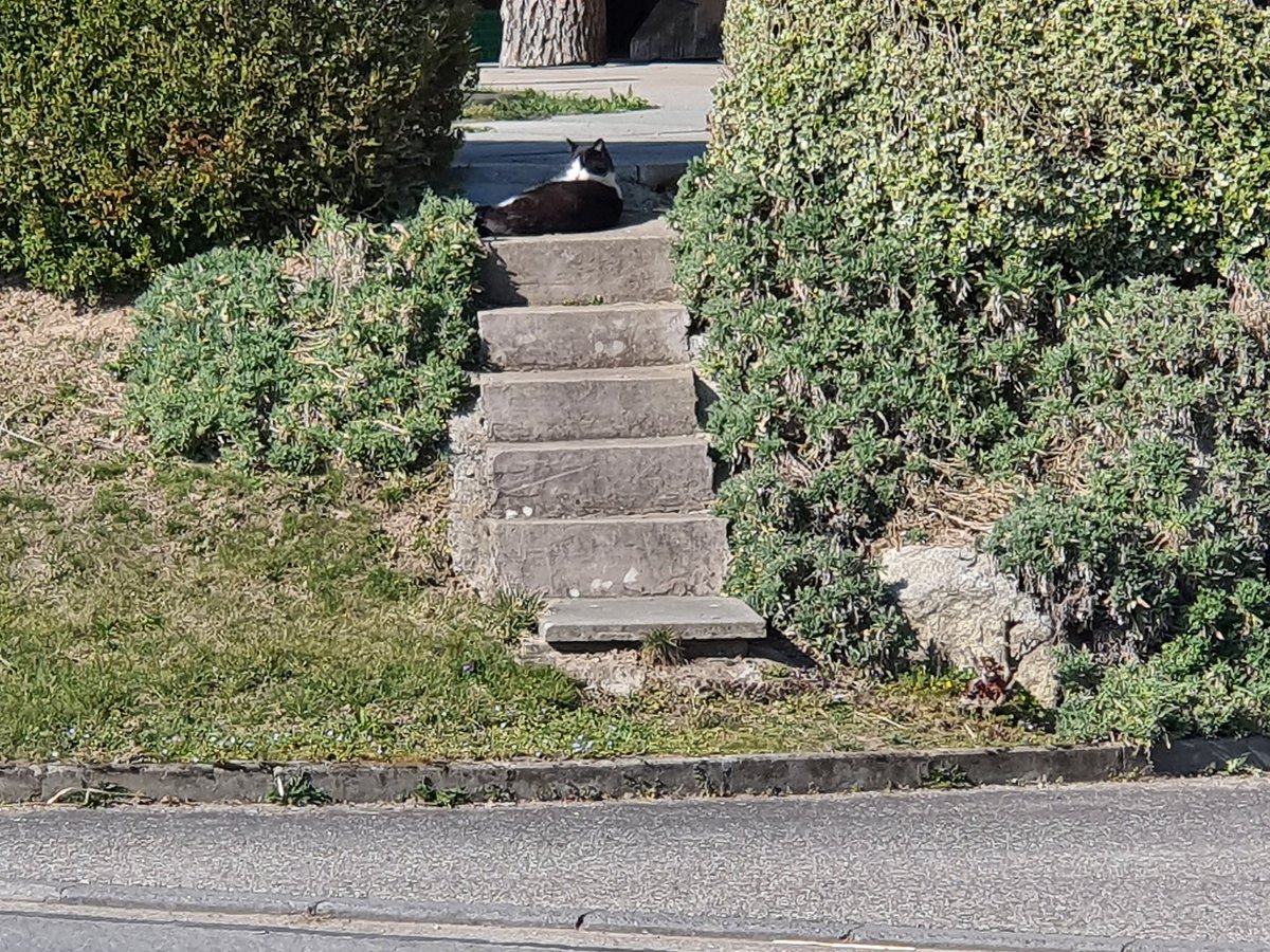 iridescentPhant's tweet photo. third cat (so many cats) https://t.co/ozzdsn257C