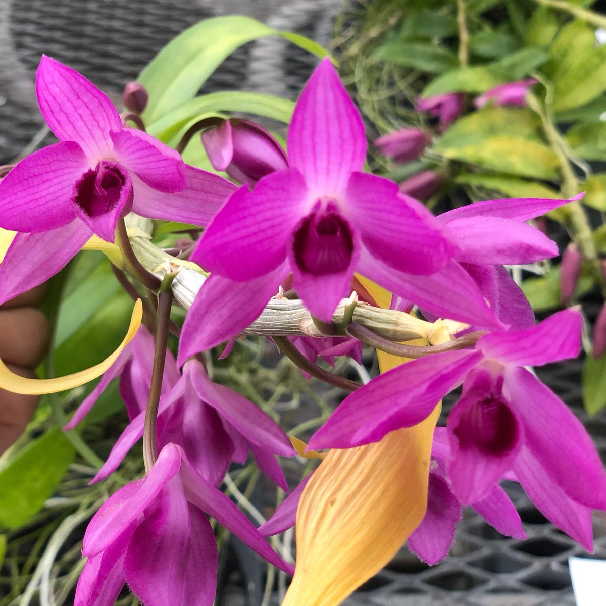 AkatsukaOrchid's tweet photo. That's right, it's Hono Hono season! A variety of these island favorites are currently in bud (&yes, they are currently available)
Photo featuring: Den. anosmum 'Snow Angel' & Den. Nestor
#honohonoseason #akatsukaorchid #growwithus #smellssogood #fragrantorchid https://t.co/pPLHRjBIGw