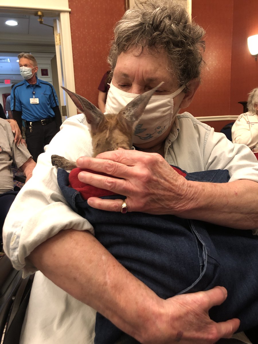 BrethrenVillage's tweet photo. Cuteness overload! Two adorable baby kangaroos hopped into the hearts of BV Residents &amp; Team Members and to say "g'day" on this fine afternoon! 🦘 #furryfriends #babykangaroos #BVStrong https://t.co/CABalKETww