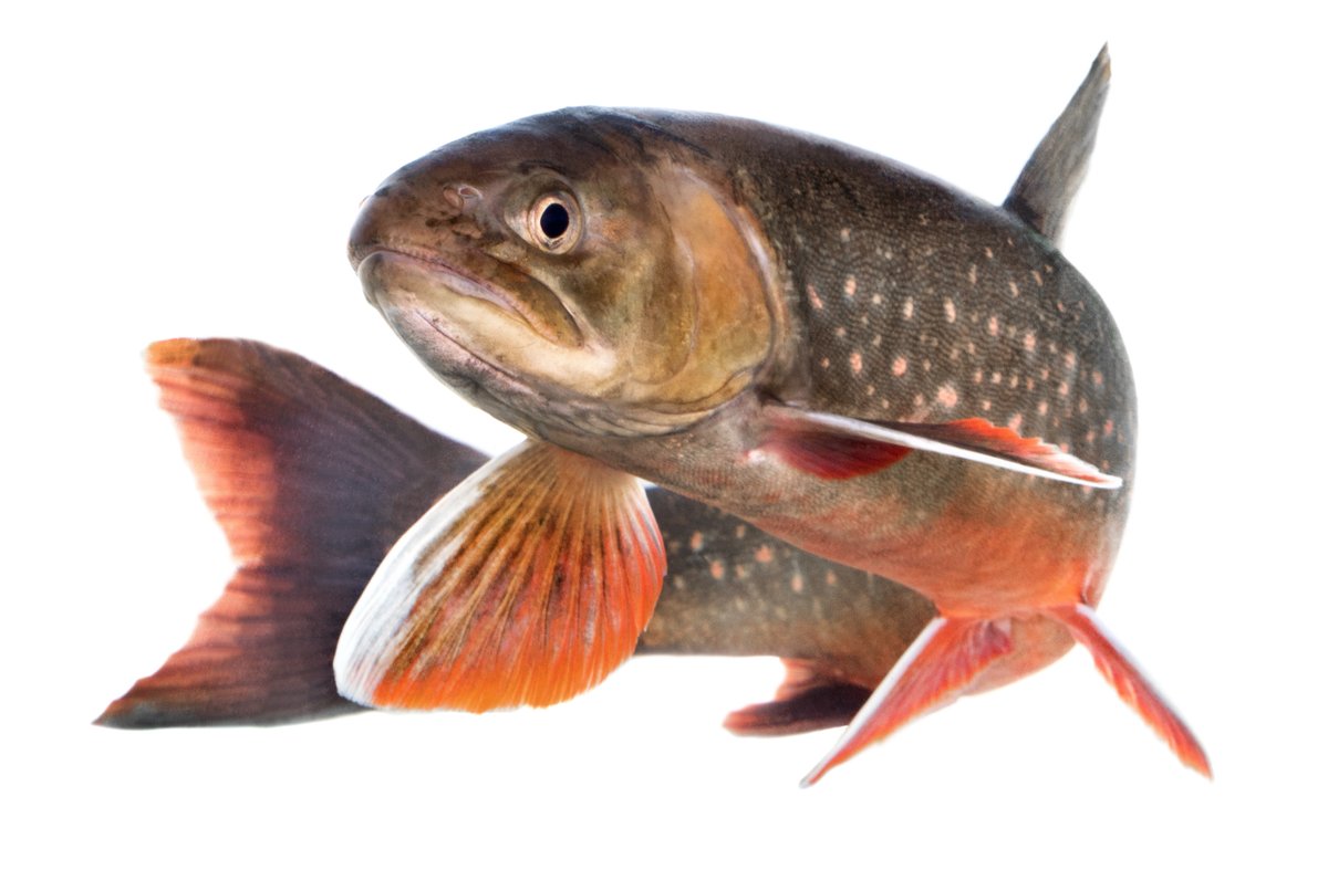 karin_a_nilsson's tweet photo. How does environmental change and species interactions affect Arctic charr populations? Post Doc position available at Department of Wildlife, Fish, and Environmental Studies @_SLU Umeå, Sweden, with @karin_a_nilsson, @GOhlund, @BystromPar and others. 

https://t.co/2y5io9c9fw https://t.co/GMXjHFJhRQ