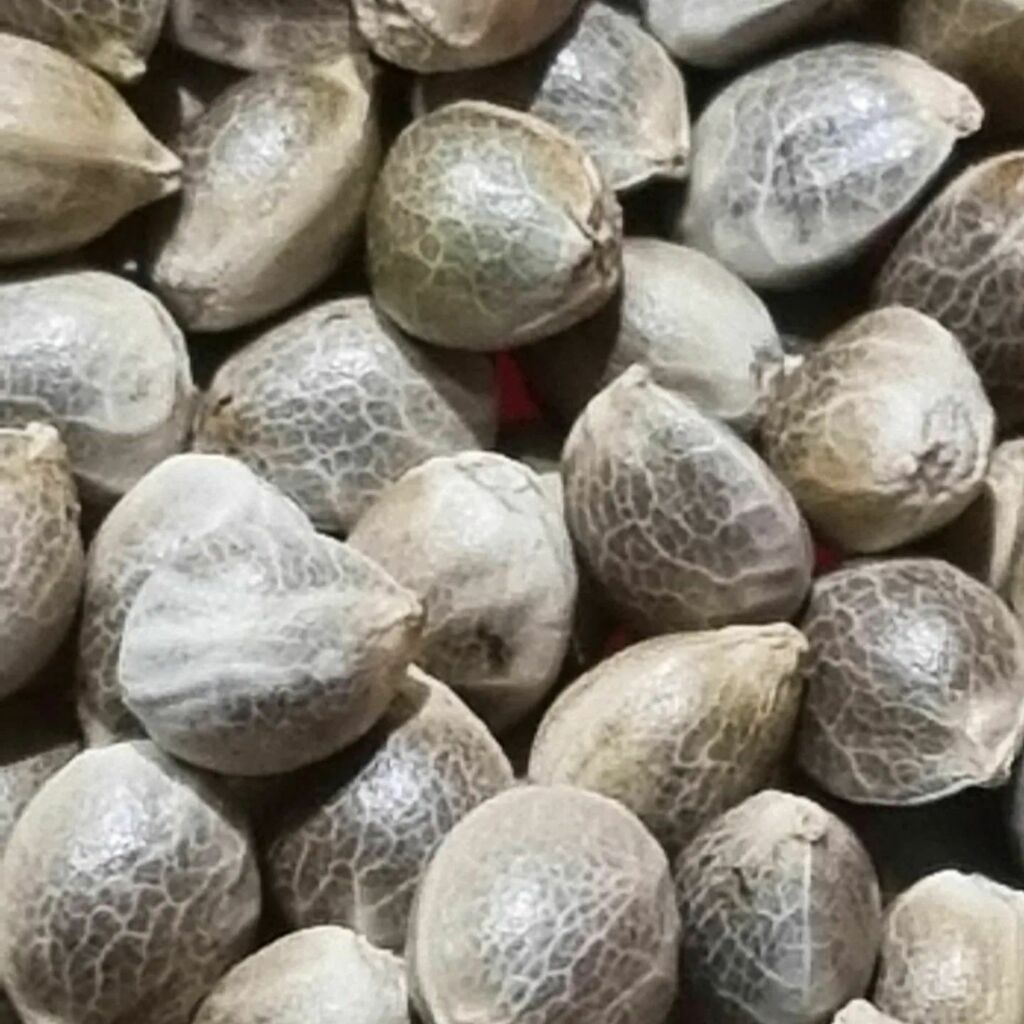 We have a fair bit of work on currently and we are bit busy the last days so excuse the lack of new posts...be good to one another in this crazy world and concentrate on the important things in your life and world...shantibaba