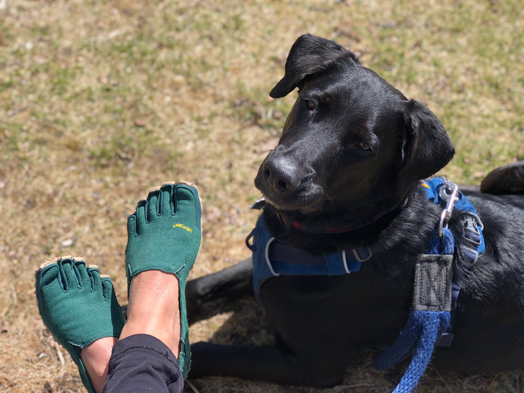 Vibram store dog booties