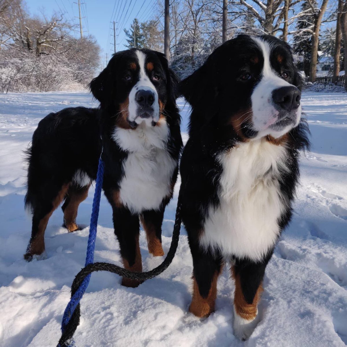 These brothers bringing our family more happiness than I could ever have imagined  #NationalPuppyDay