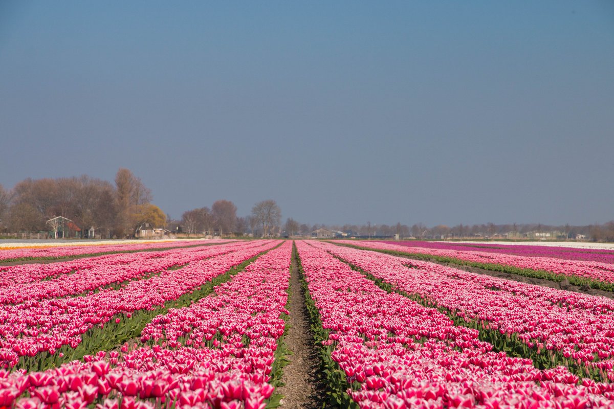 HollaGerda's tweet photo. De eerste tulpenvelden van 2022 zijn weer een feit. @WNLVandaag https://t.co/AoKVg3YRCi
