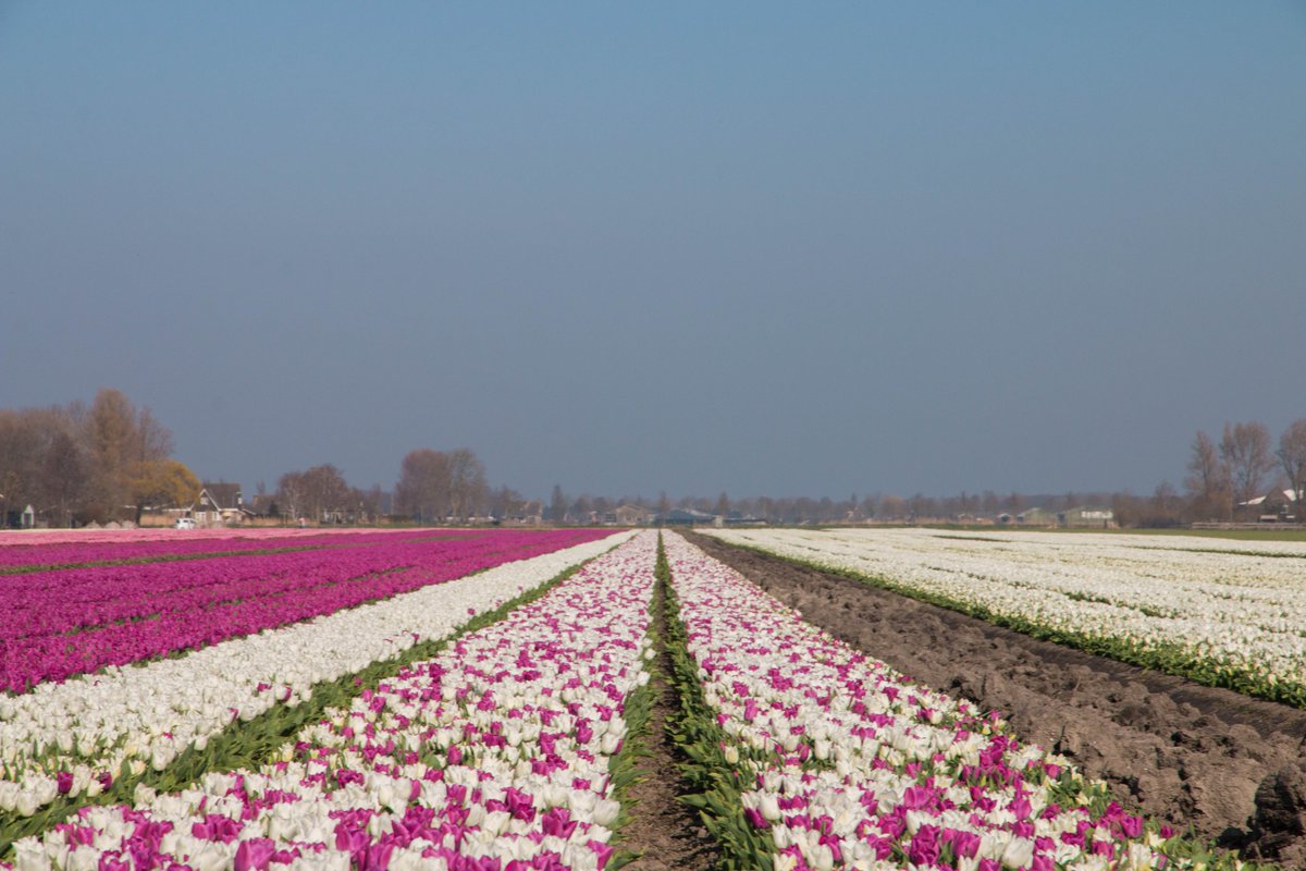 HollaGerda's tweet photo. De eerste tulpenvelden van 2022 zijn weer een feit. @WNLVandaag https://t.co/AoKVg3YRCi