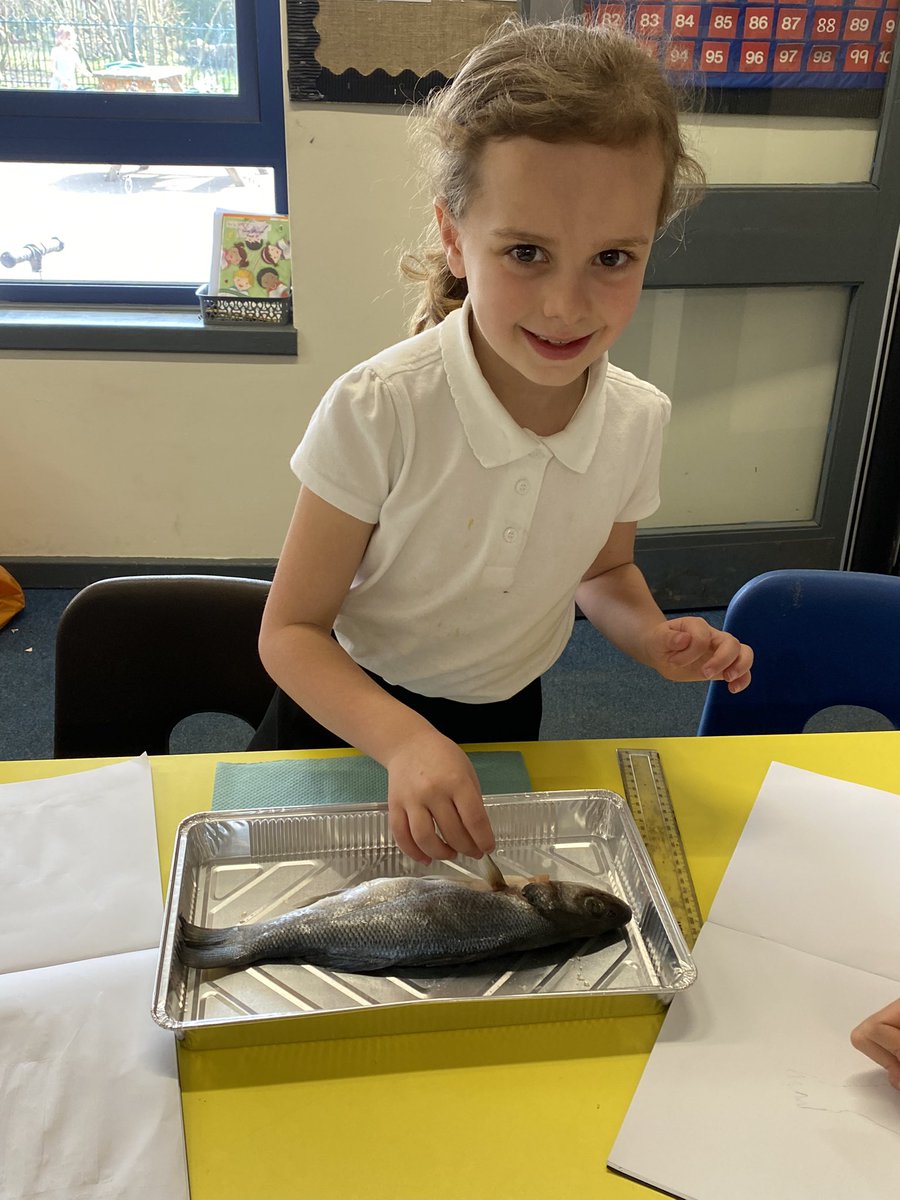 Year 3 Castle Batch (@y3castlebatch) on Twitter photo Today we explored animal skeletons! We made careful observations and observed that fish have a backbone, skull and rib bones. <a href="/CastleBatch/">Castle Batch School</a> <a href="/mrstayloryr5/">@SallyTaylorCBPSA</a> <a href="/LisaDadds/">Lisa Dadds</a> Today we explored animal skeletons! We made careful observations and observed that fish have a backbone, skull and rib bones. <a href="/CastleBatch/">Castle Batch School</a> <a href="/mrstayloryr5/">@SallyTaylorCBPSA</a> <a href="/LisaDadds/">Lisa Dadds</a>