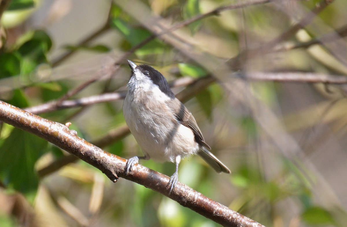 #Marsh #Tit sighted today @TaverhamMill @_BTO @Natures_Voice @RSPBEngland @AnglianWater