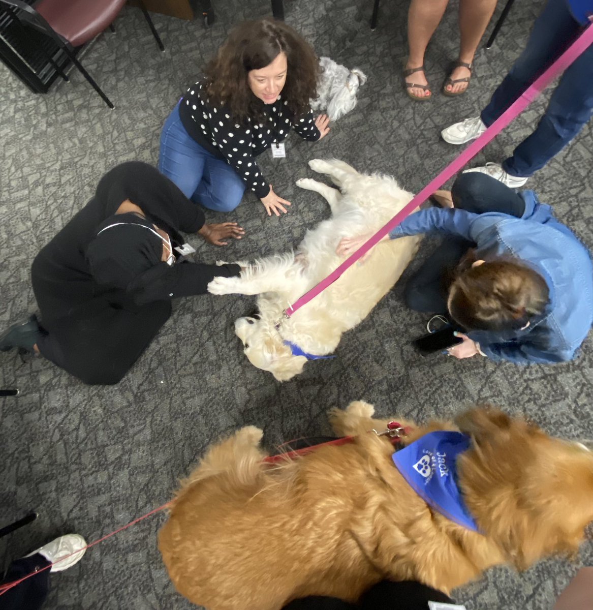 rjohnsonyates's tweet photo. Puppies and Pizza at DMHA today!!! https://t.co/pzKQHXRhrH