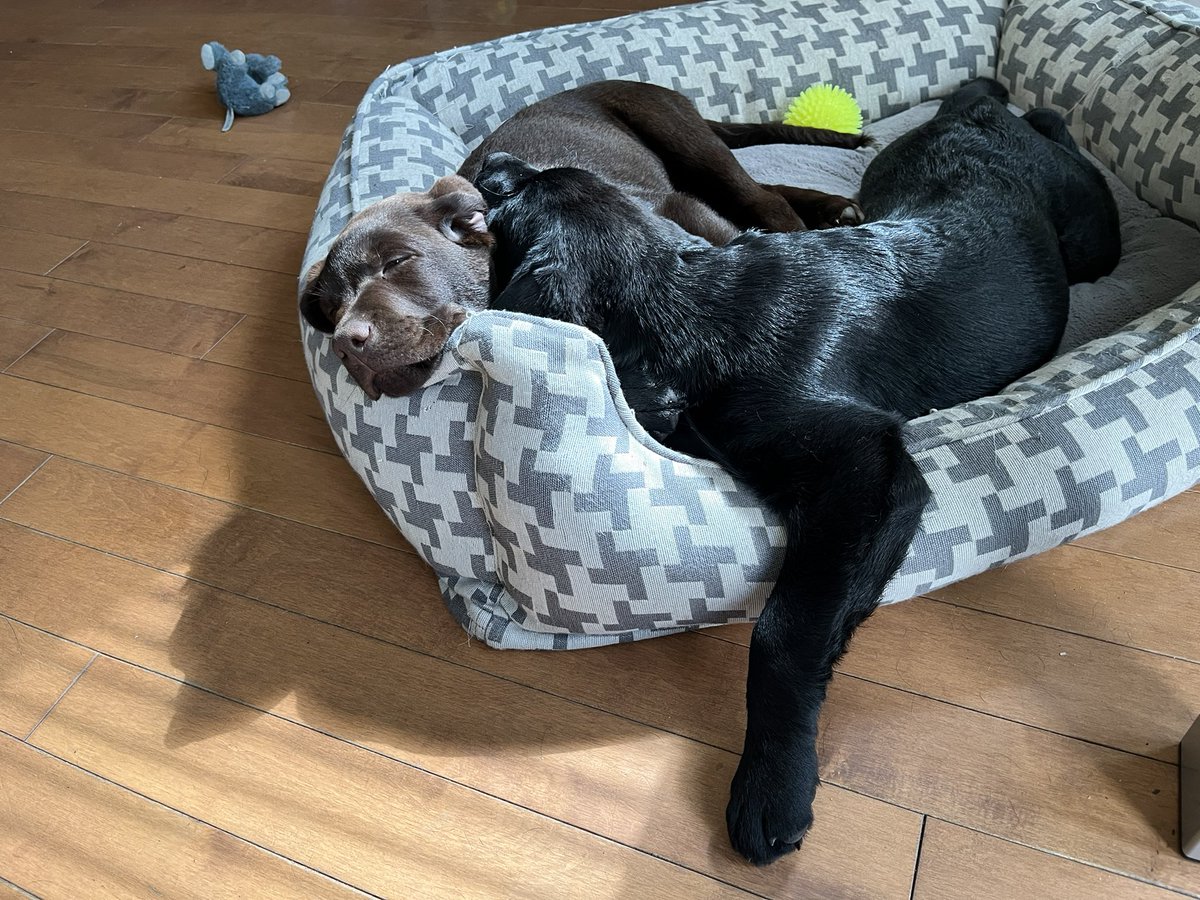 JimmyandEarle's tweet photo. Sleep is a puppy s best friend #eatsleepgrow with a couple #wrestles in between #NationalPuppyDay #DogsofTwittter https://t.co/DZCHvJDnln