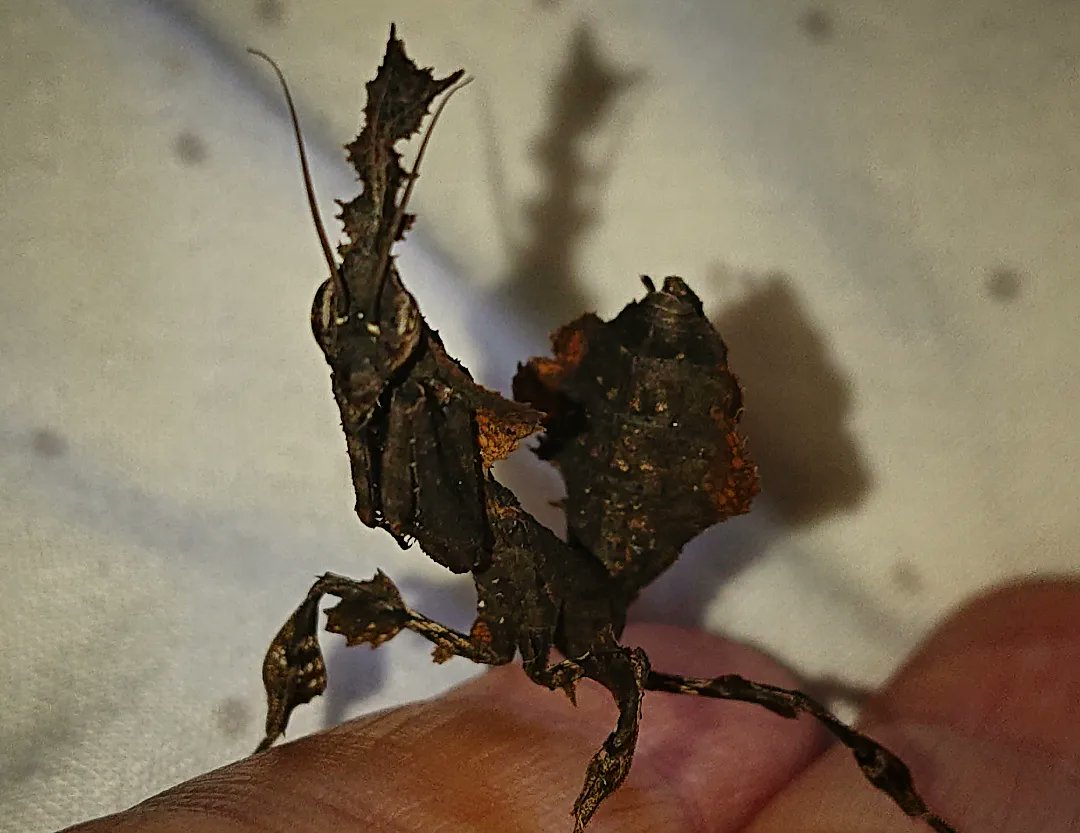 LadyIonia's tweet photo. Dude says hi.
#mantis #prayingmantis #ghostmantis #Phyllocraniaparadoxa https://t.co/9r0tD9Uk89