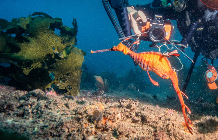 AlistairPoore's tweet photo. First PhD paper from Chris Roberts - how photos from @inaturalist complement structured surveys to better understand reef fish communities. With @adriatix and @callaghanct @UNSWScience @unswcmsi  https://t.co/zoA6I9KWPz https://t.co/gillhgHE7n