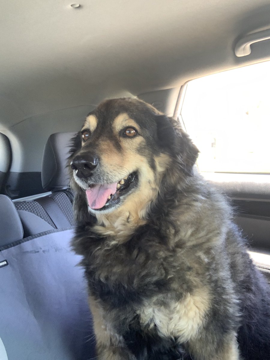 MartinaRogowsky's tweet photo. Happy #NationalPuppyDay to my sweet baby girl #Katsy No matter how old she gets she’s still my little #pupper #germanshepherdgoldenretriever #dogmom #AdoptDontShop https://t.co/HPTfq1MQ8b