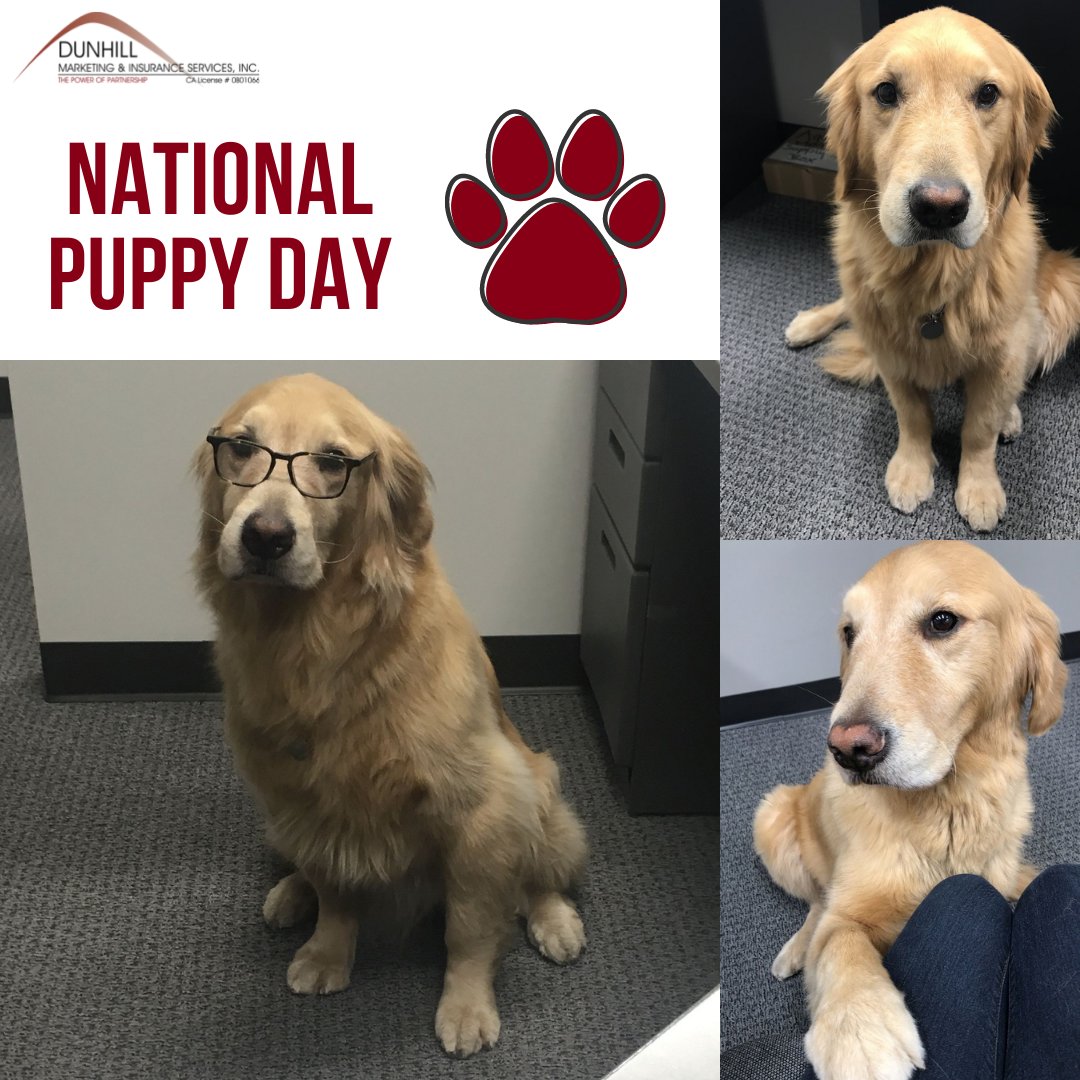 Maverick might not technically be a "puppy" anymore, but he'll always be a puppy to us! Happy National Puppy Day!