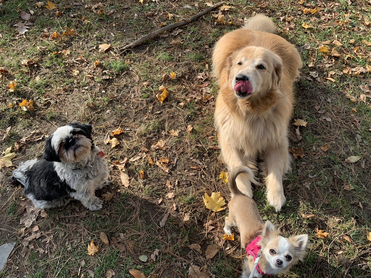 MooreThanNature's tweet photo. @7News Furry Siblings Ollie, Hunter, and Bella saying Hi from #PlainvilleMa
#NationalPuppyDay #NationalPuppyDay2022 #shihtzu #goldenretriever #Chihuahua #SendItTo7 https://t.co/1oOfherXjr