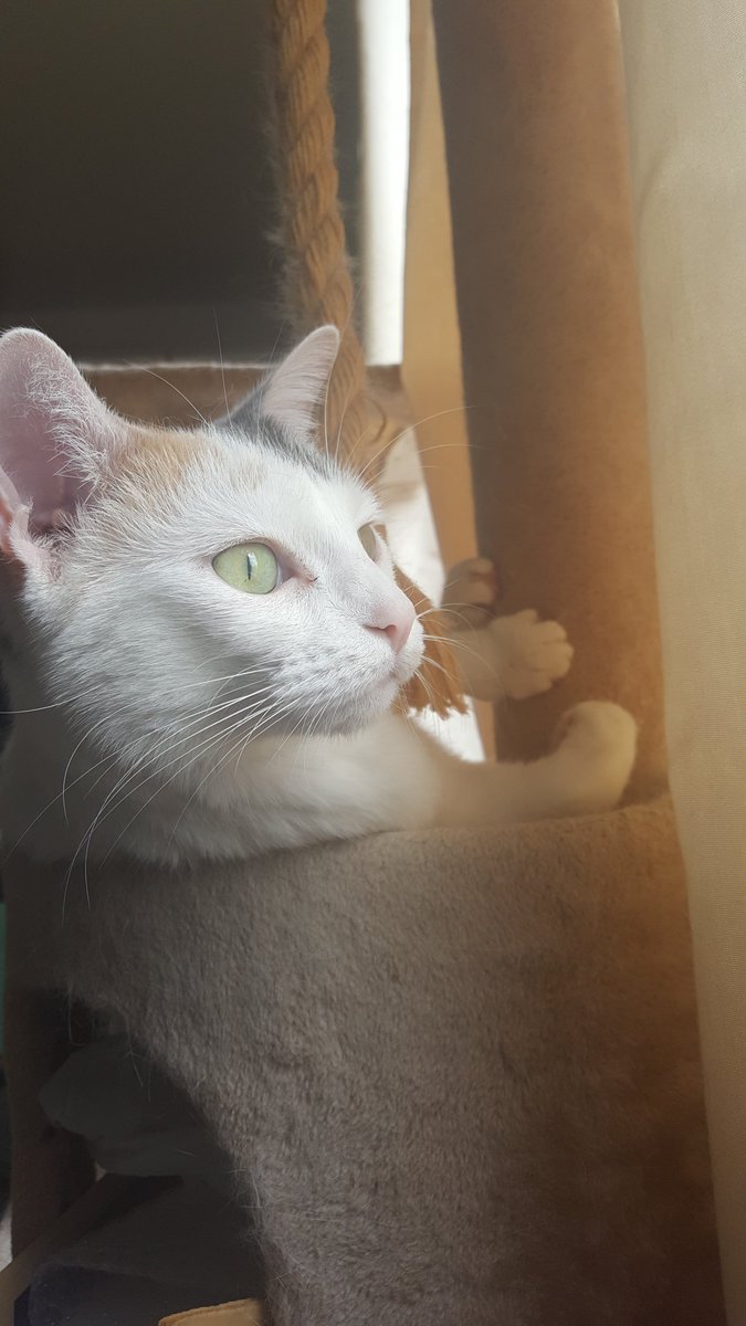 Brake4Pie's tweet image. 🐦
#birdwatching #CatsOfTwitter #tokitime