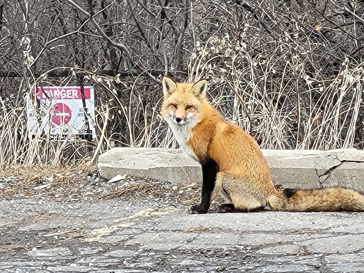 Mahmoud El-Saadi tweet media