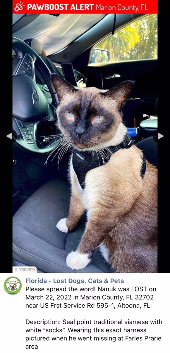 13AuDHD's tweet photo. 😭 @nanukthesiamese went missing last night just before our walk near the Impact Range in Ocala National Forest. I’m not sure if he’s still out in the woods or someone found him and picked him up. He looked exactly like this when he went missing. Please help 😭🙏 #CatsOfTwitter https://t.co/B9sbqOeIrI