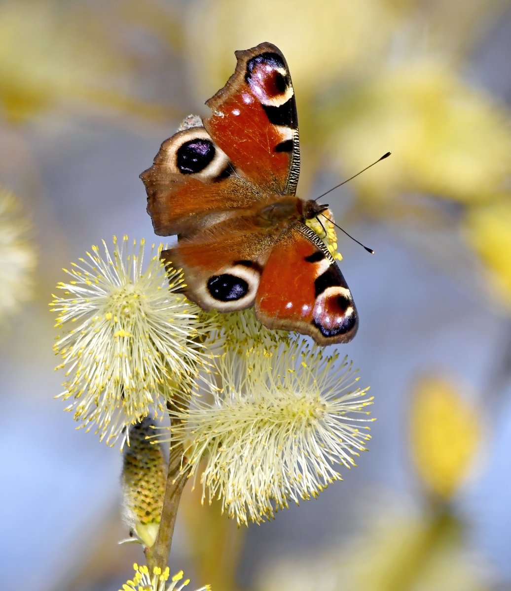 Peacock Butterfly! 😍
  Shock, horror..... not a bird! 😲
Taken this evening in my Somerset village. 😊
#TwitterNatureCommunity 🦋