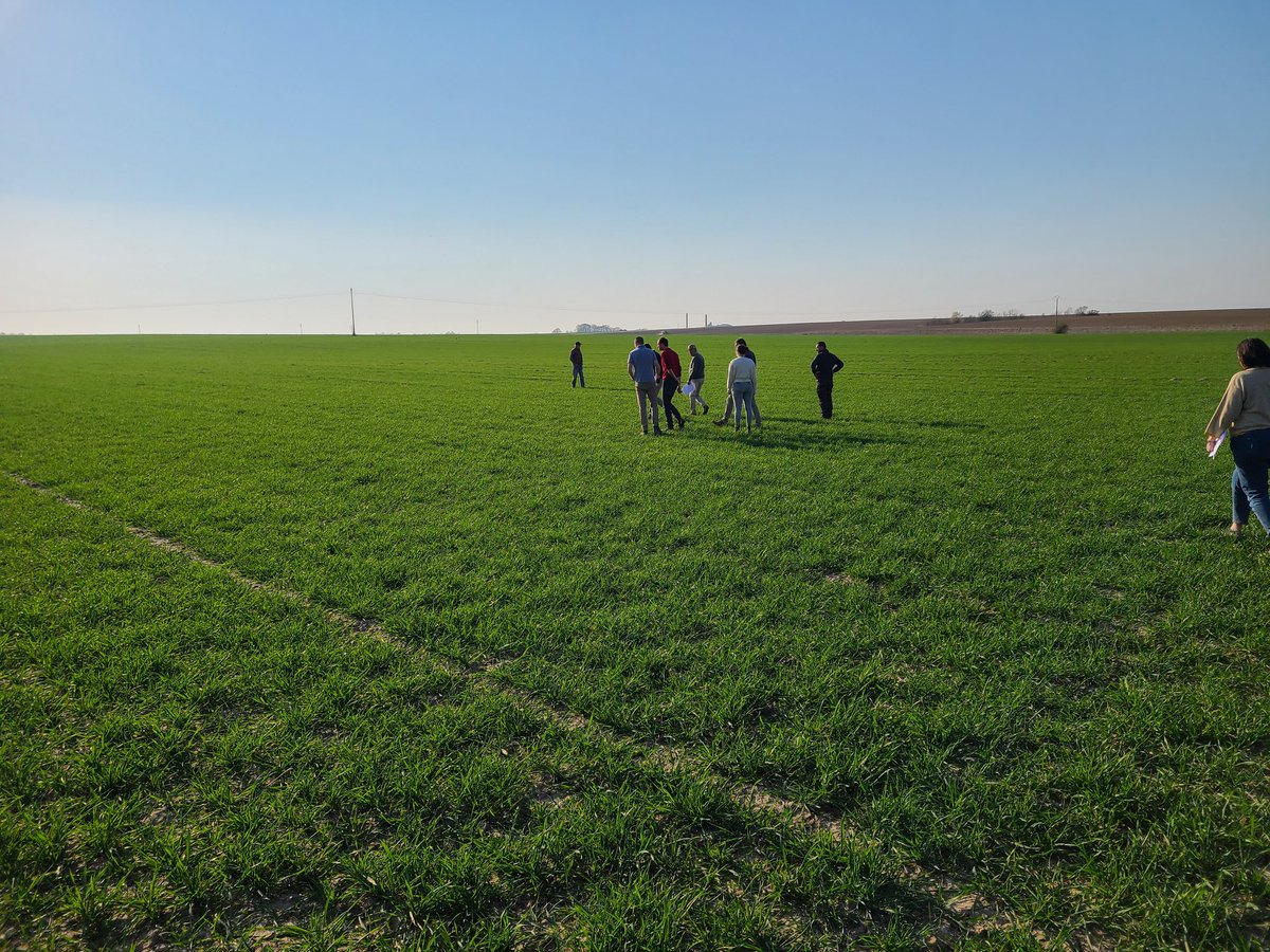 killerkencoles's tweet photo. Spent the afternoon on a farmer group tour of some crops in France with @maudfrappart of #groupecarre. Such a gorgeous day.  Checked out some sugar beets, flax and winter wheat. @FarmingSmarter @NuffieldCanada @NuffieldFrance @albertawheat https://t.co/xXpnhDbwv8