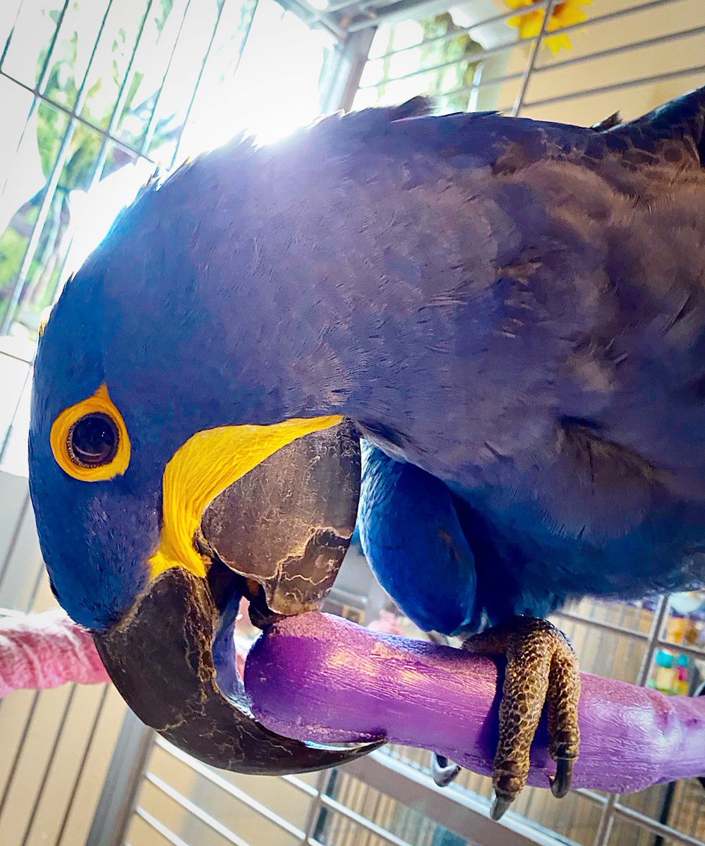 tracicarroll_'s tweet image. My beautiful ANGEL 💙 #mollythehyacinthmacaw #hyacinthmacaw #tracicarroll #loveyourparrot